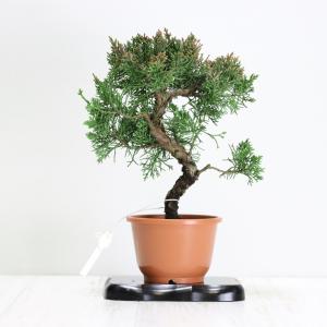 盆栽 真柏 入門種 樹齢5年 特撰 曲幹糸魚川真柏 挿し木 松 室内 初心者