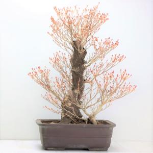 糸魚川真柏 : 盆栽ショップ わびさび Yahoo!店 - 通販 - Yahoo