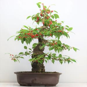 大品盆栽：糸魚川真柏【現品】*【当店へご来店引き取りの方限定