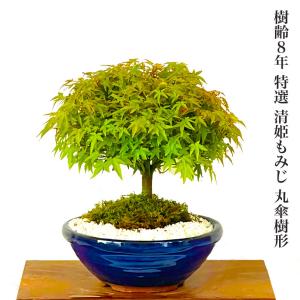 イロハモミジ盆栽 もみじ bonsai 送料無料 : 盆栽ショップ わびさび
