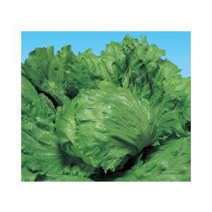 たね 横浜植木 レタス ラプトル Lコート 5000粒 : 種苗・園芸ショップ