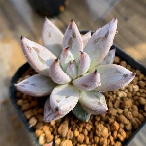 農園直売 多肉植物 寄せ植え エケベリア属 カンテ（特大） 美苗 抜き苗