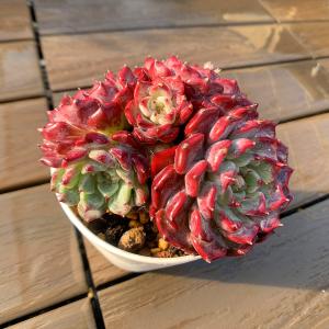 農園直売 多肉植物 寄せ植え アエオニウム属 朝霞錦（単） 美苗 抜き苗