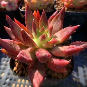 クラウディア エケベリア 韓国苗 Echeveria claudia 多肉植物 薔薇咲