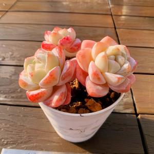 農園直売 多肉植物 寄せ植え アエオニウム属 ハロウィン錦 子付き 大