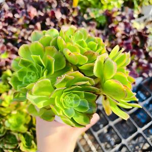 農園直売 多肉植物 アエオニウム属 金雀（群） 新品種 観葉植物