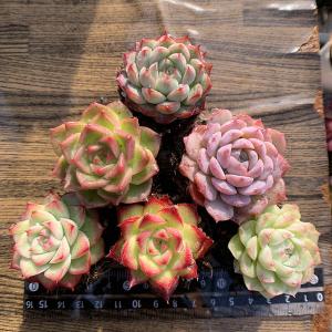 予約販売 送料無料 農園直売 最強福袋 コノフィツム属 1万円 2026年