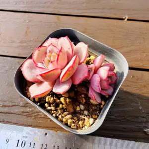 農園直売 多肉植物 寄せ植え エケベリア属 ラウイ（大） 美苗 抜き苗