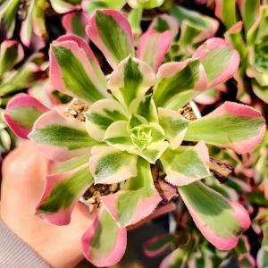 農園直売 多肉植物 アエオニウム属 金雀（群） 新品種 観葉植物