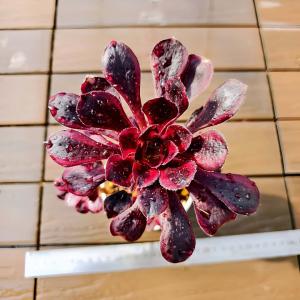 農園直売 多肉植物 アエオニウム属 金雀（群） 新品種 観葉植物