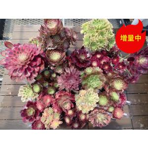 農園直売 多肉植物 寄せ植え アエオニウム属 朝霞錦（単） 美苗 抜き苗
