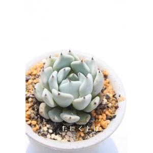 カンテ 2Lサイズ カット苗 8.5cmポット 韓国苗 エケベリア 弁慶草科