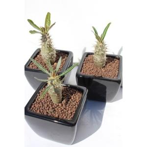 コーデックス：パキポディウム 恵比寿大黒 実生*ミニ 塊根幅1cm