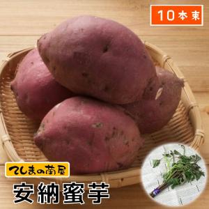 バイオ(ウイルスフリー)苗 紅はるか PVP登録品種 べにはるか