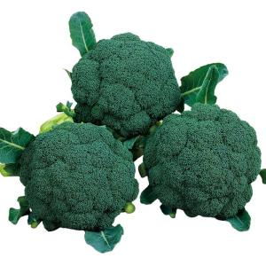 SK9-099 ブロッコリー種子 ペレット5000粒 【野菜種子】【サカタのタネ