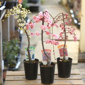 庭木 植木 苗 茶花：つばき （紅侘助）* べにわびすけ ツバキ 椿