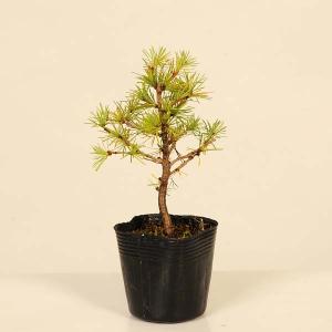 苗：オトコヨウゾメ*おとこようぞめ : 遊恵盆栽 Yahoo!店 - 通販