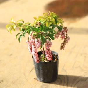 庭木・植木：五葉アケビ(ごようあけび) 太幹苗 : 遊恵盆栽 Yahoo!店