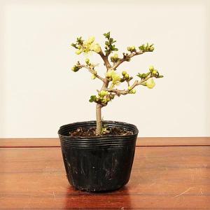 庭木・植木：五葉アケビ(ごようあけび) 太幹苗 : 遊恵盆栽 Yahoo!店