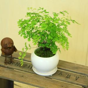 おしゃれ 観葉植物 シダ植物：リュウビンタイ*現品 大型佐川急便 SALE