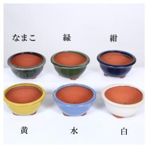 盆栽小鉢：春嘉（はるよし） 丸鉢13cm*現品 1品限り 資材 : 遊恵盆栽