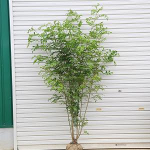 大品盆栽：糸魚川真柏【現品】*【当店へご来店引き取りの方限定