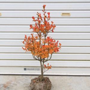 特選庭木 植木 観葉植物：オリーブ（シプレッシーノ）極太 SOUJU 創樹