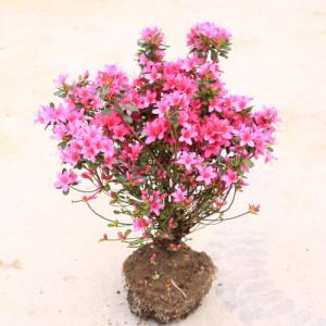 庭木：久留米つつじ/クルメツツジ イマショウジョウ（今猩々）*明るい