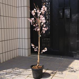 多肉植物：ユーフォルビア グロエネワルディ*幅14cm 現品 一品限り