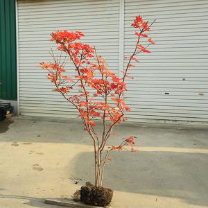 コハウチワカエデ 単木 樹高2.0m前後(根鉢含まず）紅葉 シンボルツリー