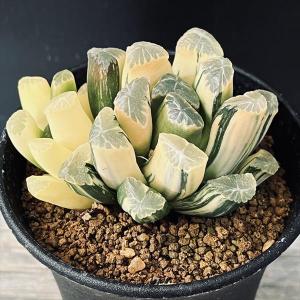 多肉植物：ハオルチア 鮮明黄色斑 コレクタ錦*幅6cm 現品 一品限り