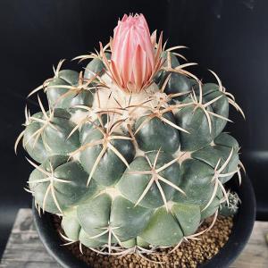 サボテン：ギムノカリキウム 守金魔天竜 ツギ*幅5cm 現品！一品限り