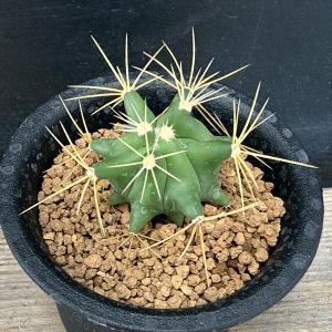 サボテン：フェロカクタス 神仙玉*幅4cm ☆赤松実生 : 遊恵盆栽