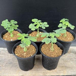 コーデックス：パキポディウム グラキリス 実生*枝幅15cm 現品！一品