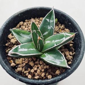 多肉植物：アロエ クーペリー*幅20cm 現品！一品限り : 遊恵盆栽