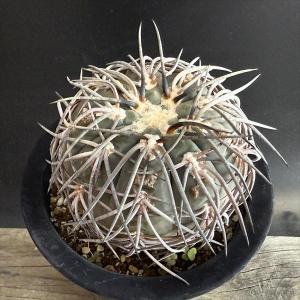 サボテン：フェロカクタス 神仙玉 南方形*幅16cm 現品！一品限り