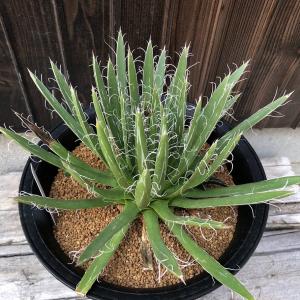 コーデックス：ミラビリス ジャラパ*塊根幅8cm 現品！一品限り