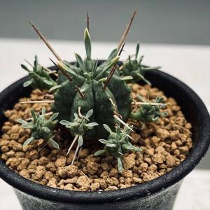 多肉植物：ユーフォルビア フスカ 蛮蛇頭*幅22cm 現品！一品限り