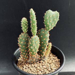 コーデックス：パキポディウム グラキリス 実生*枝幅15cm 現品！一品