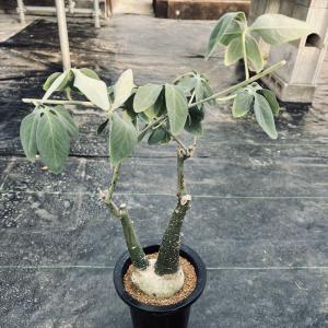 現品限り】アデニア・スピノーサ 現地株 発根済み 4ヶ月管理【AE30