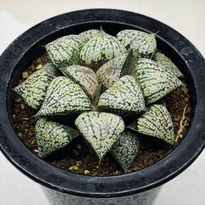 サボテン：ギムノカリキウム 黒刺天平丸*幅5.5cm 現品！一品限り