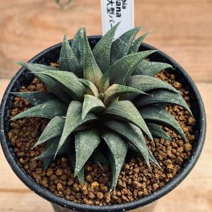 コーデックス：メキシコ亀甲竜 ディオスコレア マクロスタチア*塊幅