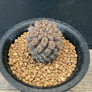 サボテン：フェロカクタス 鯱頭*幅18cm 現品！一品限り : 遊恵盆栽