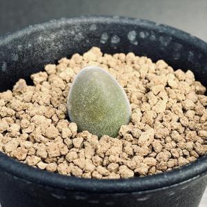 サボテン：ホマロケファラ 綾波 武蔵*幅5cm 現品！一品限り : 遊恵盆栽