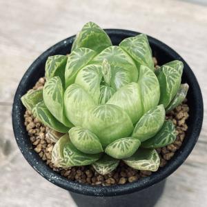 多肉植物：ハオルチア 十二の巻 sp.*S 幅7cm : 遊恵盆栽 Yahoo!店