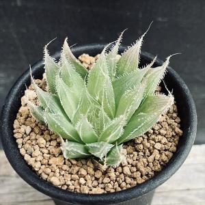 現品限り】サルコカウロン・ペニクリナム u8 202109 モンソニア