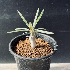 ☆特価☆コーデックス：パキポディウム グラキリス*M 塊根幅1cm