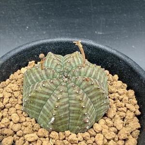 多肉植物：ユーフォルビア ホリダ モンスト*M 幅7cm : 遊恵盆栽