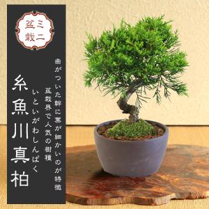 盆栽 ：黒松* 現品 くろまつ クロマツ Kuromatsu bonsai 中品盆栽