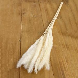 ドライフラワー 花材 即日出荷 カカオホール・小 ナチュラル ※小サイズ